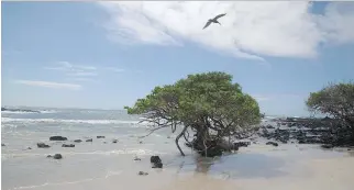  ?? PHOTOS: PATRICK DAVISON/UNC/WASHINGTON POST ?? A bird soars over a beach on Isabela in the Galapagos.