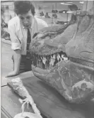  ??  ?? Brian Gardiner examining a Canadian dinosaur (probably Albertosau­rus but then labelled ‘Edmontosau­rus’) at the Natural History Museum in the 1960s. Photograph: Natural History Museum, London