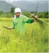  ??  ?? A FARMER clears out weeds from his rice field