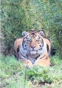  ??  ?? New arrival Amur tiger Vital was born at a zoo in Germany