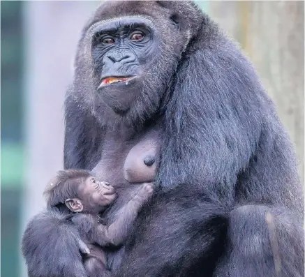  ?? BEN BIRCHALL/PA ?? Christmas present: Touni carries her infant at Bristol Zoo