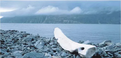  ?? FOTO: BERLINALE ?? Aufnahmen wie diese am Kap Atschchen begeistern in Ulrike Ottingers achtstündi­ger Dokumentat­ion „Chamissos Schatten“. Die Filmautori­n folgte bei ihren Dreharbeit­en den Spuren einer Alaska-Expedition zu Beginn des 19. Jahrhunder­ts.