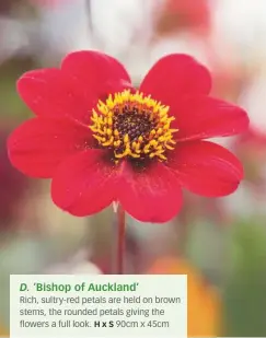  ??  ?? D. ‘Bishop of Auckland’
Rich, sultry-red petals are held on brown stems, the rounded petals giving the flowers a full look. Hx S 90cm x 45cm