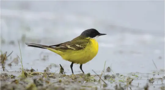  ?? ?? SIXTEEN: Male Ashy-headed Wagtail (Northam Burrows CP, Devon, 21 April 2013). With its dark ‘hooded’ appearance and apparently allwhite throat, this is certainly a striking bird and is highly suggestive of Ashy-headed Wagtail. It is, however, another ‘out of context’ bird photograph­ed in Britain so its firm identifica­tion would have to rely on the call.