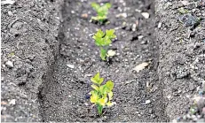  ??  ?? Green gold: celeriac, top, can be harvested from October to March and is delicious in soup, below; growing celery in trenches, left, will prolong its season, although self-blanching varieties are easier