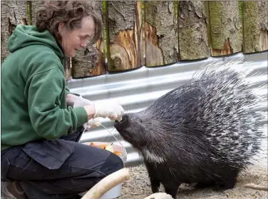  ??  ?? Three-year-old Ajo, a crested porcupine, getting fed by owner Ann O’Connor.