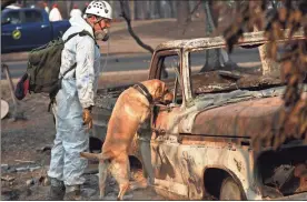  ?? / AP-John Locher, File ?? A recovery dog searches for human remains in Paradise, Calif. Searchers are in a race against time with long-awaited rains expected in the Northern California fire zone where dozens bodies have been recovered so far.