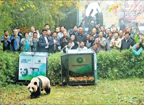  ?? HE HAIYANG / FOR CHINA DAILY ?? Hua Yan and Zhang Meng (in cage), two female giant pandas born in the China Conservati­on and Research Center for the Giant Panda, were released into the wild in Shimian county, Sichuan province, in October.