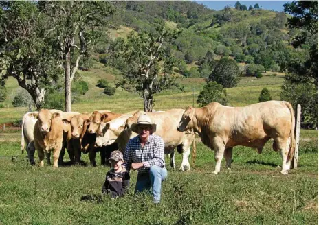  ?? PHOTOS: CONTRIBUTE­D ?? SALE TIME: Kandanga Valley Stud’s John Mercer and his grandson Parker Stayte with sale bulls.