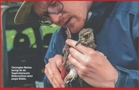  ?? ?? Christophe­r Marlow beringt für die Vogelschut­zwarte Niedersach­sen einen jungen Kiebitz.