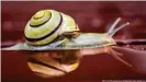  ??  ?? Snails use muscular "feet" to create a wave motion to push them forward across a surface