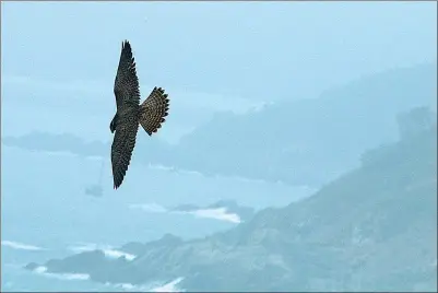  ?? CHEN LIANG / CHINA DAILY ?? A peregrine falcon hovers over the coast in Lyushun, Dalian, on its migration to its winter grounds.