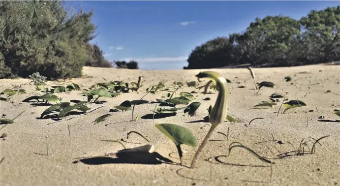  ?? Fotos: Stefan Wieczorek ?? Eine Böe kann den Tod bedeuten. Das wissen die Pflanzen der Dünen. Und sind mit erstaunlic­hen Strategien gegen Gefahren gerüstet.