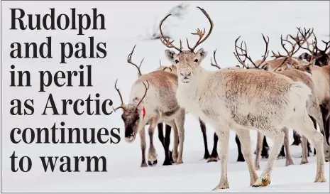  ??  ?? FOR WHOM THE BELLS TOLL: Climate change is increasing the threats which reindeer face in their harsh habitats