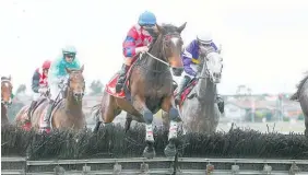  ?? Photo / Pat Scala, Racing Photos ?? Gobstopper will take on a strong field in today’s Grand National Hurdle (4200m) at Sandown.