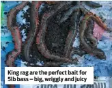  ??  ?? King rag are the perfect bait for 5lb bass – big, wriggly and juicy