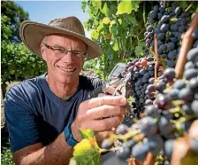  ?? PHOTO: JOHN COWPLAND/ALPHAPIX ?? Hawke’s Bay winegrower Xan Harding says vineyards harvesting cabernet sauvignon will be hoping the forecast rain is short-lived.