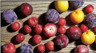  ?? The Washington Post/STACY ZARIN GOLDBERG ?? Bottomless pit: Hybrid stone fruits include apriums, plumcots, Dapple Dandy pluots and very cherry plums.