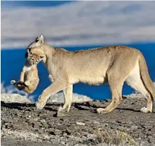  ?? ?? Big cats A mother puma battles to raise her cubs.