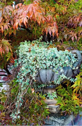  ??  ?? Striking leaf forms add interest and shape, from the flame-tongued acer to variegated ivy spilling from a giant urn.