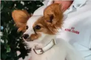  ??  ?? Los perros y gatos albergados en el Campus Royal Canin viven con todas las atenciones y cuidados. En sus instalacio­nes se controlan exhaustiva­mente las materias primas usadas para producir los alimentos.