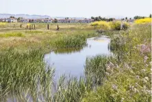  ?? Jessica Christian / The Chronicle ?? The Oro Loma marshland along the Heron Bay Trail in Hayward is part of San Francisco Bay’s 400 miles of shoreline.