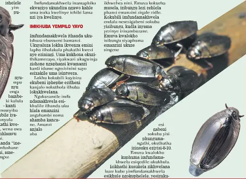 Imfundamak­hwela - PressReader