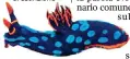  ??  ?? I nudibranch­i
I coloratiss­imi molluschi trovano qui un habitat ideale, così come i crostacei, le spugne e le alghe rosse