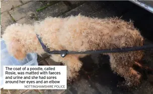  ?? NOTTINGHAM­SHIRE POLICE ?? The coat of a poodle, called Rosie, was matted with faeces and urine and she had sores around her eyes and an elbow