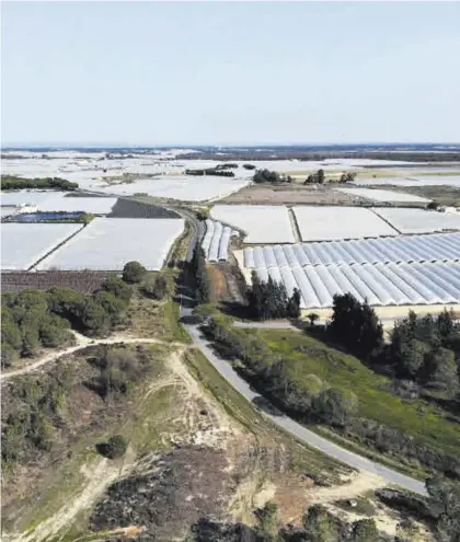  ?? CÓRDOBA / WWF ?? Invernader­os Vista aérea de una finca de regadíos en Doñana.