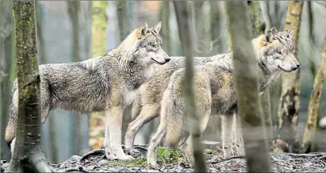  ?? DPA-BILD: GABBERT ?? Im Normalfall ist der Wolf scheu gegenüber Menschen und stellt für sie keine Gefahr dar.