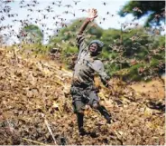  ?? AP PHOTO/BRIAN INGANGA ?? Stephen Mudoga, 12, the son of a farmer, chases away a swarm of locusts on his farm as he returns home from school, at Elburgon, in Nakuru county, Kenya, last month.