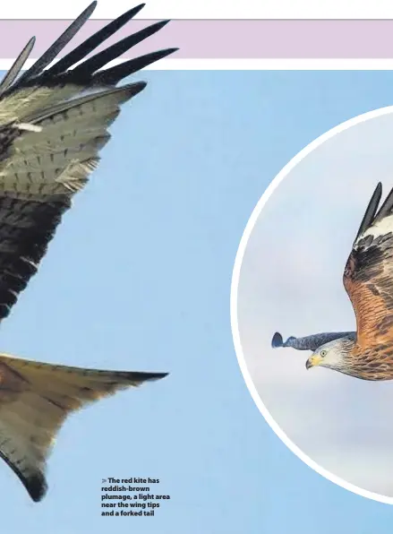  ??  ?? > The red kite has reddish-brown plumage, a light area near the wing tips and a forked tail