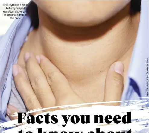  ?? ?? The thyroid is a small butterfly-shaped gland just above your collarbone in front of the neck.