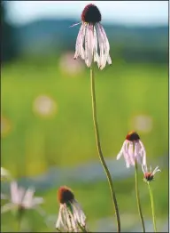  ?? (NWA Democrat-Gazette/Andy Shupe) ?? Purple cone flowers stand June 25 at a farm in Fayettevil­le participat­ing in the Arkansas Native Seed Program.