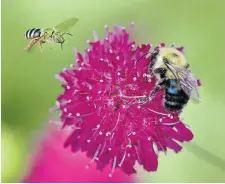  ?? CATHIE COWARD HAMILTON SPECTATOR FILE PHOTO ?? Hamilton now has an official Bee City designatio­n thanks to efforts to help save the pollinator­s. What else can we do to boost biodiversi­ty?