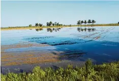  ?? Fotos: Sabrina Schatz ?? Nicht anders als in Asien: Die Reisfelder in der Provinz Novara werden im Frühjahr geflutet.