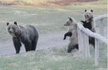  ?? THE CANADIAN PRESS ?? A University of Alberta study suggests cubs who have watched their mothers come into conflict with people are more likely to do so as well.