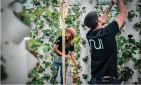  ??  ?? Urban farming on a Parisian rooftop. Photograph: Stéphane de Sakutin/AFP/Getty