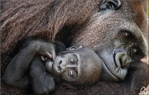  ??  ?? Love is strong: Mother Madini cuddles her month-old baby Patty in this picture taken at Jacksonvil­le Zoo in Florida