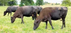  ?? ?? Dairy cows with the ‘slick gene’ at LIC’s dairy farm in Hamilton — if the programme to breed ‘cool cows’ continues to progress as expected, Kiwi farmers will be able to breed heat tolerant cows by 2029.