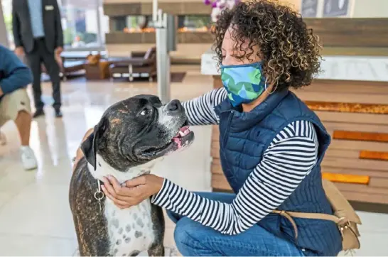  ?? Andrew Rush/ Post- Gazette photos ?? Ace the Pittsburgh Adventure Dog says hello to Jennifer Hawkins, executive director of SportsPitt­sburgh, on Wednesday at the Fairmont Pittsburgh hotel in Downtown.