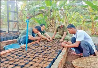  ?? MOE ?? Koh Kong provincial environmen­t department officials plant saplings, which will be distribute­d to the public for planting later this year.