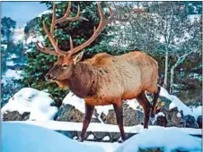  ?? COURTESY OF DAVID EMENHEISER ?? An American Elk bull in the snow.