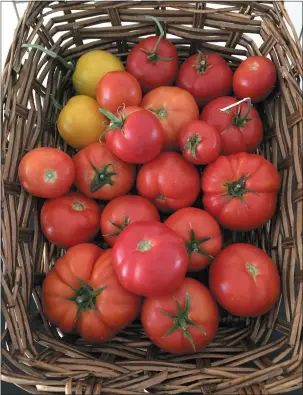  ?? UC MASTER GARDENER KIM SCHWIND — CONTRIBUTE­D ?? Heirloom tomatoes come in a variety of shapes and colors, but they’re all full of flavor.