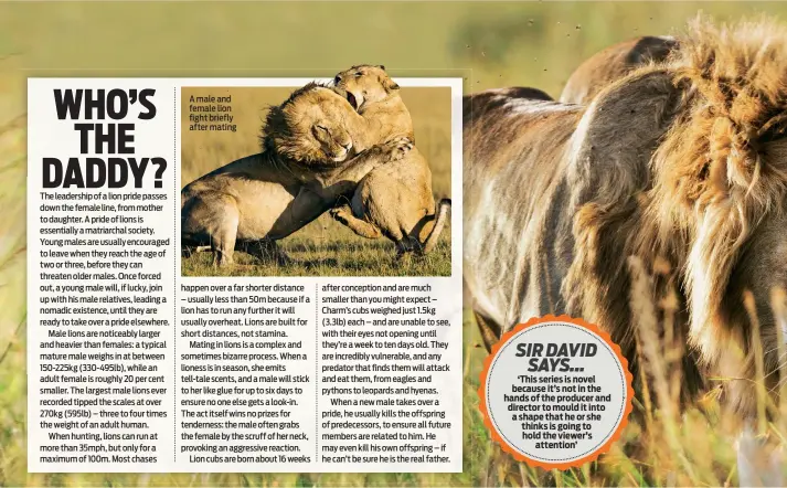  ??  ?? A male and female lion fight briefly after mating