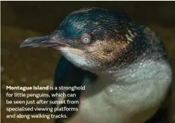  ??  ?? Montague Island is a stronghold for little penguins, which can be seen just after sunset from specialise­d viewing platforms and along walking tracks.