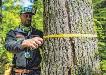  ?? FOTO: GUIDO KIRCHNER/DPA ?? Förster beim Messen eines Baumes: Investment­s in Feld, Wald und Wiese setzen viel Kapital und viel Geduld beim Anleger voraus.