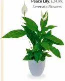  ?? ?? Peace Lily, £24.99, Serenata Flowers