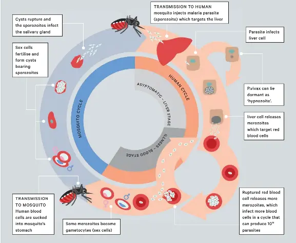 THE MALARIA LIFECYCLE - PressReader